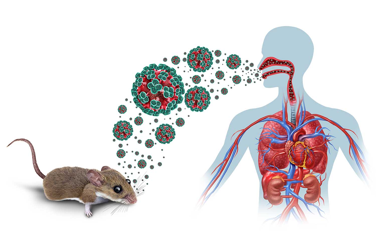 Hantavirus: prevención y control de roedores para proteger la salud